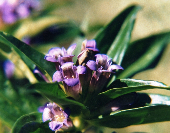 potrebbe essere? Saponaria officinalis